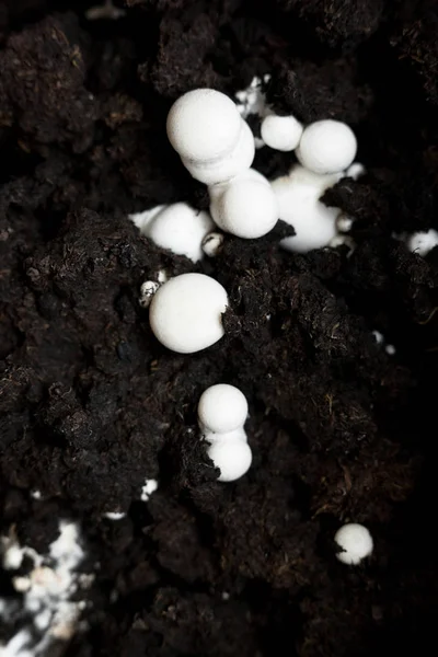 Button mushrooms in the ground — Stock Photo, Image