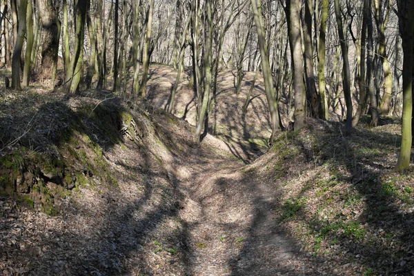 Leefloos bos in een zonnige lentedag. — Stockfoto