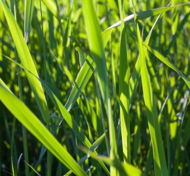 Güneşli bir günde taze yeşil çimenler