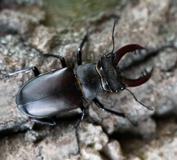 Male stag beetle on the tree trunk. — Stock Fotó