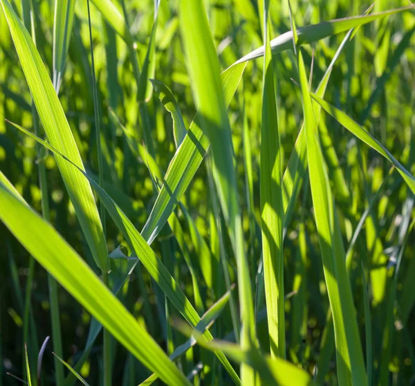 Friss zöld fű egy napsütéses napon — Stock Fotó