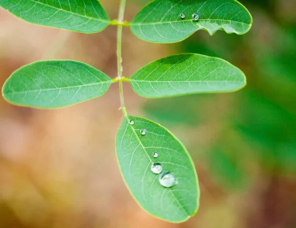 Foglie verdi di acacia — Foto Stock