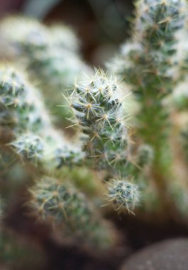 Cactus. Succulent plant.