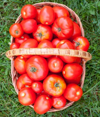 Hasır sepette kırmızı olgun domatesler