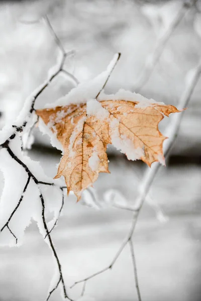 Ahornblatt mit Schnee bedeckt — Stockfoto