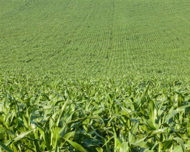Maize (corn) field (Zea mays).