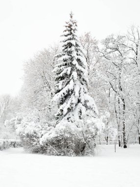 kar köknar ağacı.