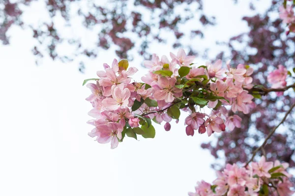 Rosa Frühlingsblüte — Stockfoto