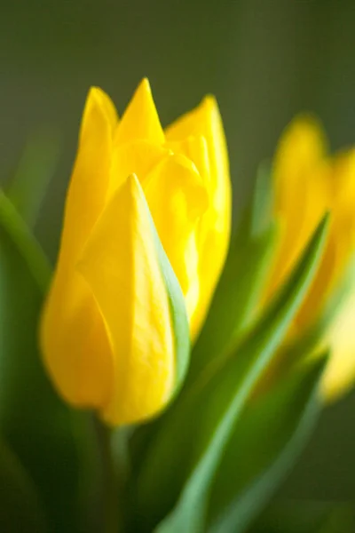 Gule tulipanblomster - Stock-foto