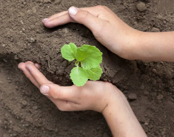 Manos de niño sosteniendo una planta joven. Primer plano . —  Fotos de Stock