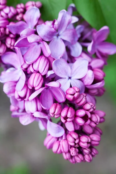 Lilac flowers — Stock Photo, Image