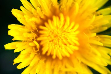 Çiçek açan sarı karahindiba çiçeğine yakın çekim