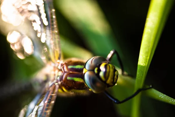 Dragonfly sitting on the green grass — Stock Photo, Image