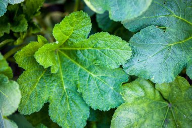 Malva yeşil yaprakları