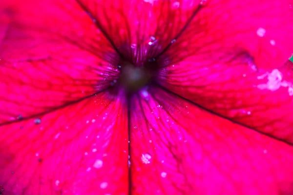 Zbliżenie kwiatu Petunie — Zdjęcie stockowe