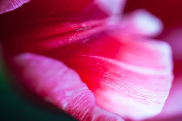 Közelkép a szirmok a rózsaszín tulipán virág — Stock Fotó