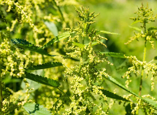 Blooming stinging nettles — Stock Photo, Image