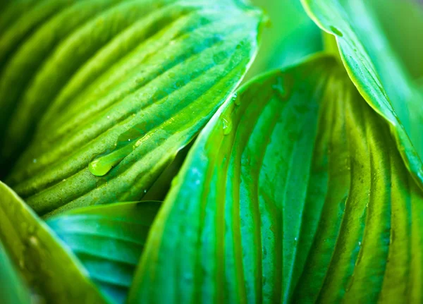 Folhas verdes de hosta com gotas de orvalho — Fotografia de Stock