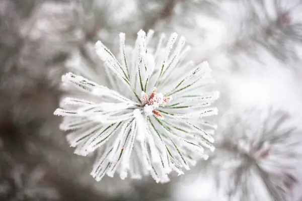 Coniferous branches covered with hoarfrost — Stock Photo, Image