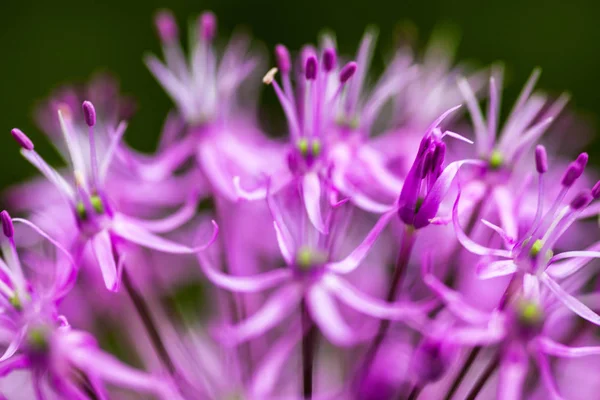 화려 한 장식용 양파 (Allium)) — 스톡 사진