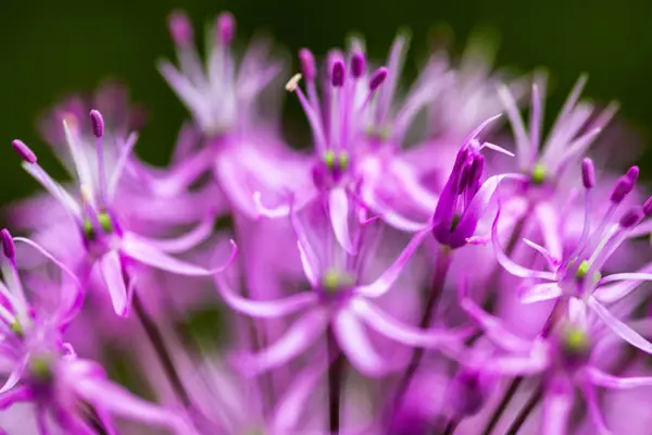 Blooming ornamental onion (Allium) Royalty Free Stock Images