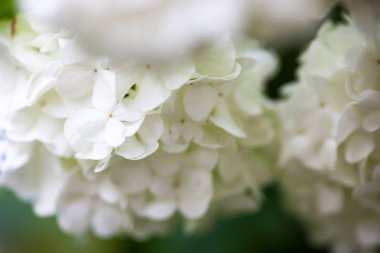 Guelder gül beyaz çiçekleri yakın çekim