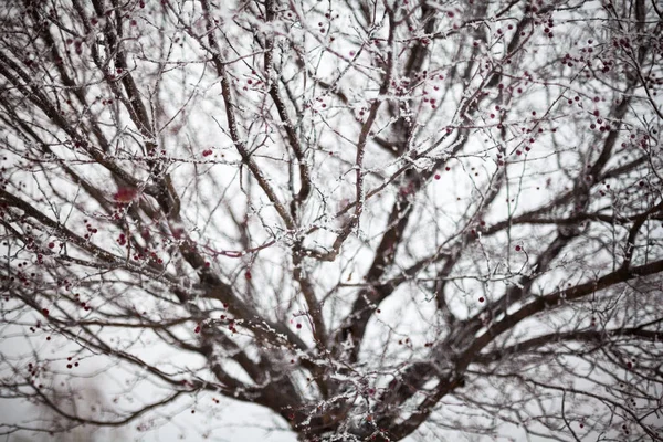 Hawthorn covered with hoarfrost — Stock Photo, Image