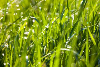 Yeşil çimenlere çiy damlaları düşer.