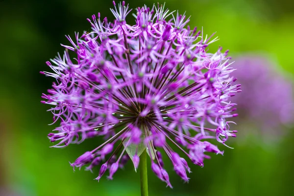 Kwitnąca cebula ozdobna (Allium) — Zdjęcie stockowe