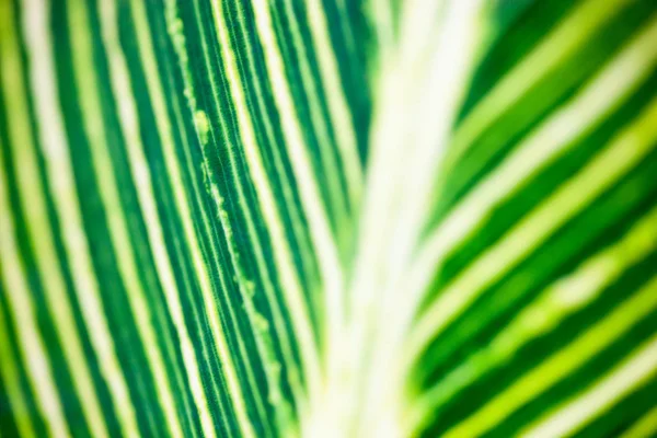 Κοντινό πλάνο του ριγέ πράσινου και λευκού φύλλου — Φωτογραφία Αρχείου