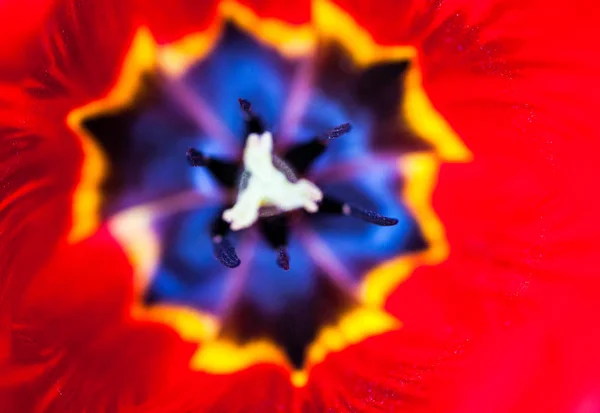 Primer plano de la flor roja del tulipán —  Fotos de Stock