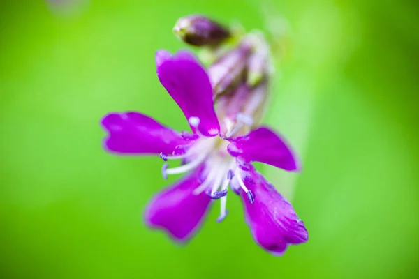 Blooming sticky catchfly (Silene viscaria) — Stock Photo, Image