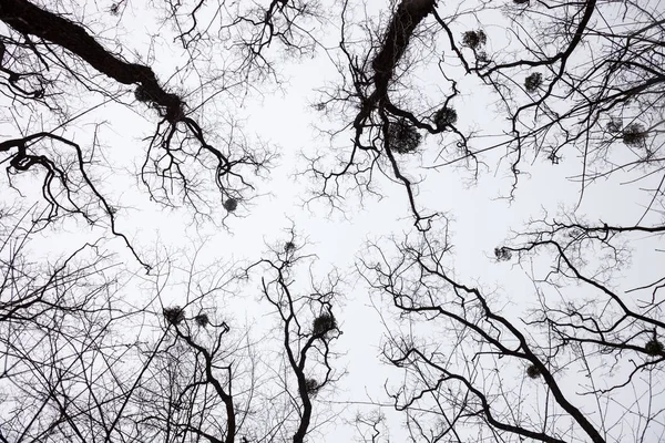 Sylwetki gołych drzew z jemiołami — Zdjęcie stockowe
