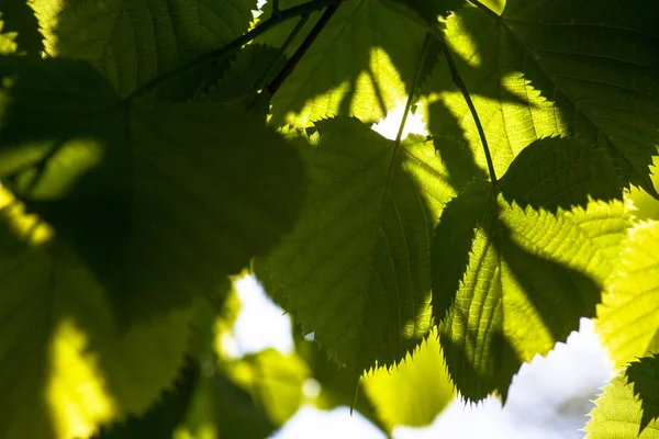 Foglie verdi del tiglio al sole — Foto Stock