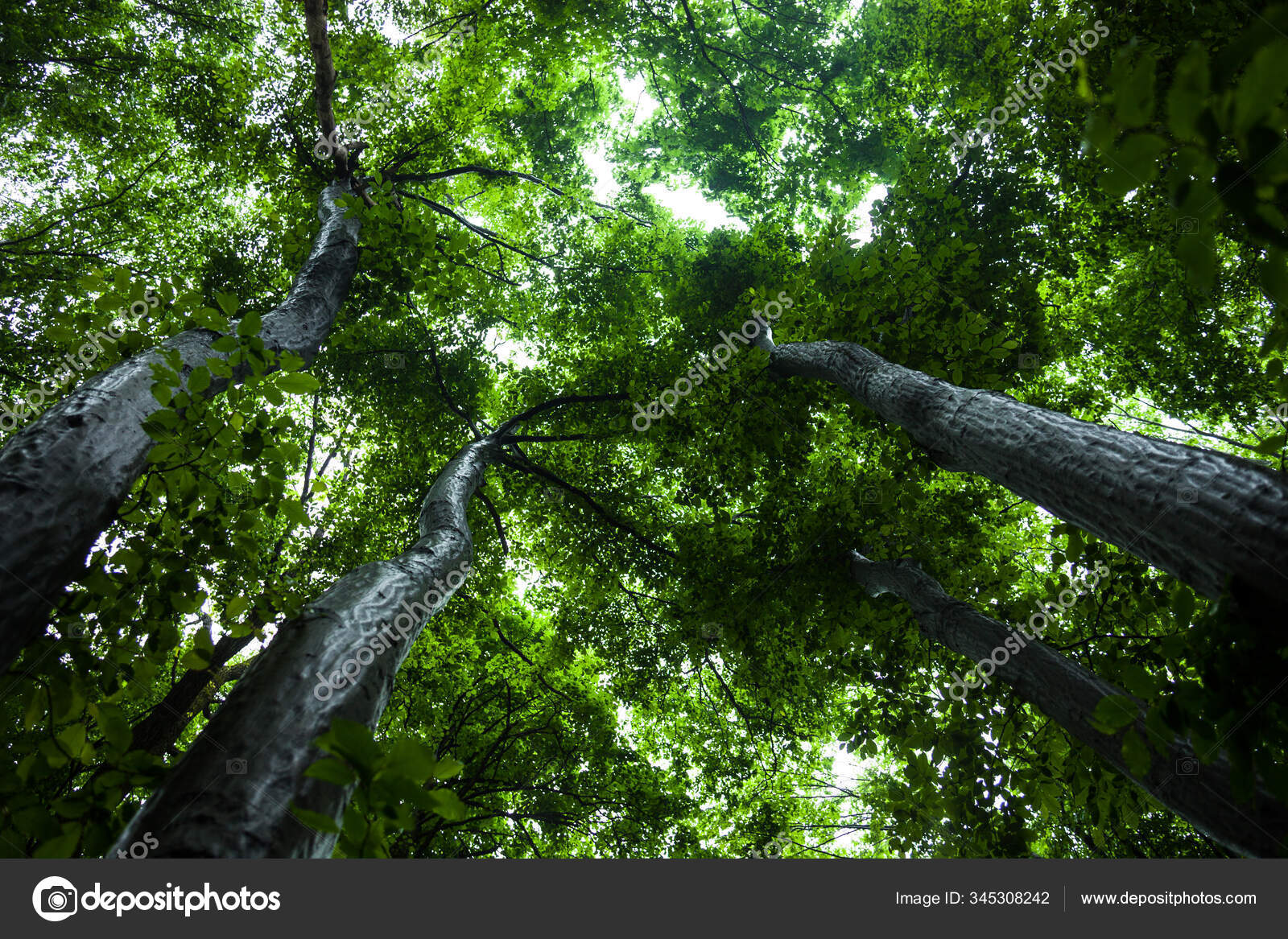 光沢のある空の背景に緑の木 ストック写真 C Rootstocks 光沢のある空の背景に緑の木 ストック写真 C Rootstocks