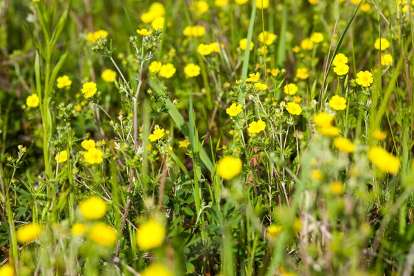 Sarı çiçekli yeşil çayır — Stok fotoğraf