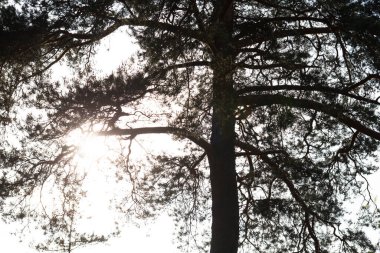 Kozalaklı ağacın silueti