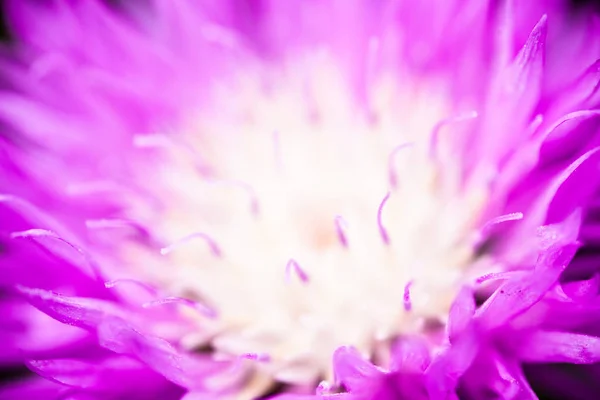 Close up of the blooming whitewash cornflower — Stock Photo, Image