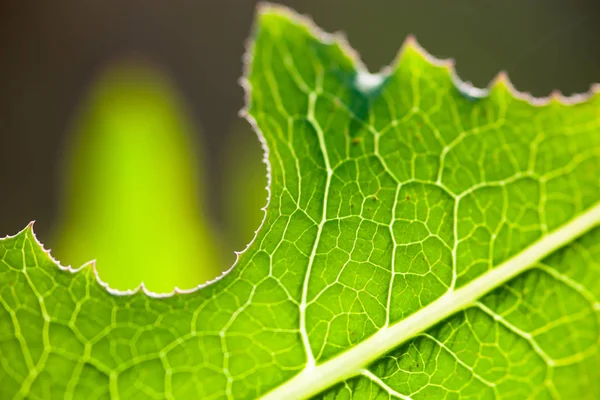 Grönt blad på nära håll — Stockfoto