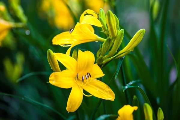 Detailní záběr na kvetoucí žluté květy lilie — Stock fotografie