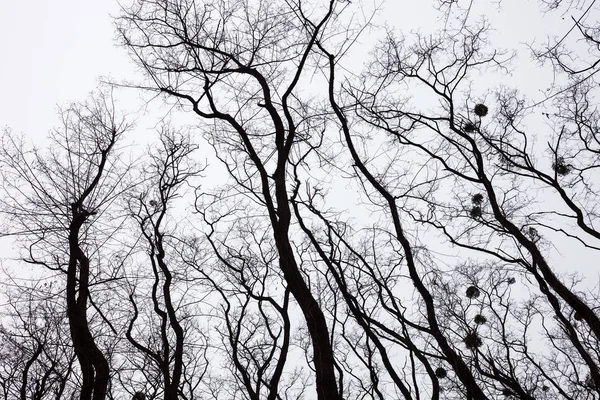 Sylwetki gołych drzew z jemiołami — Zdjęcie stockowe