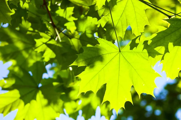 Grüne Ahornblätter in der Sonne — Stockfoto
