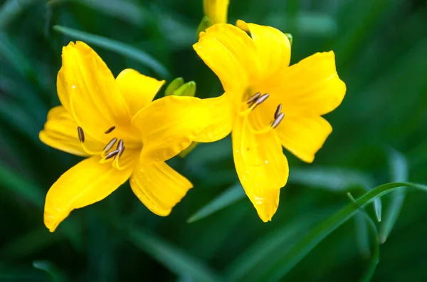 Fechar-se das flores de lírio amarelo florescendo — Fotografia de Stock
