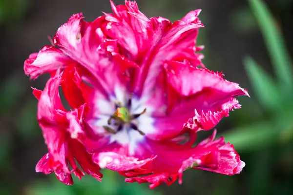 Nahaufnahme der blühenden rosa Tulpenblume — Stockfoto