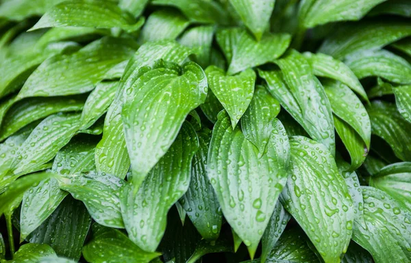 Zielone liście hosty z kroplami deszczu — Zdjęcie stockowe
