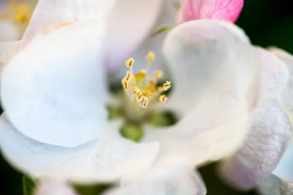 Close up of the pear tree flowers — Stock Photo, Image