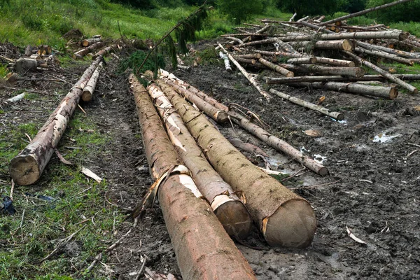 Timber harvesting. Piles of cut fir logs — Stock Image Timber harvesting. Piles of cut fir logs Stock Picture