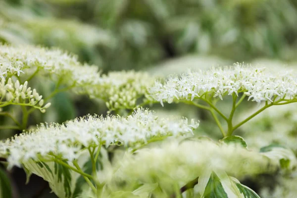 Close up of the dogwood white flowers — Stock Photo, Image