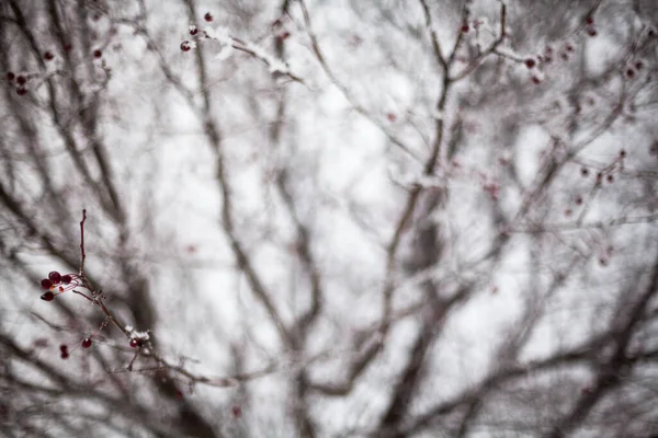 Aubépine couverte de givre — Photo