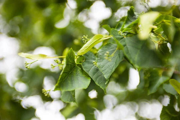 Branche du tilleul avec des feuilles vertes et de minuscules boutons floraux — Photo